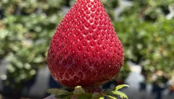 UMD Scientists Identify Mechanism Responsible for Fruit and Seed Development in Flowering Plants