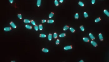 Enzyme Known for Promoting Cancer Found to Also Protect Healthy Cells 