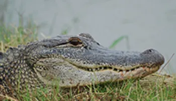 Alligator Study Reveals Insight into Dinosaur Hearing