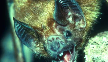 Long-lived Bats Could Hold Secrets to Mammal Longevity 