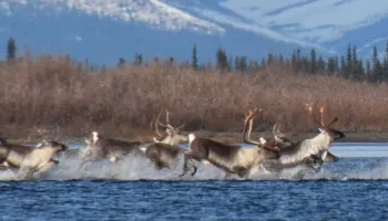 Caribou Migration Linked to Climate Cycles and Insect Pests 