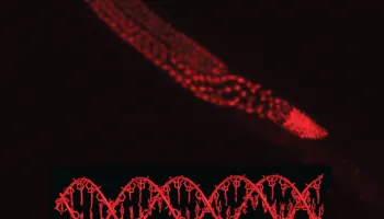 Match Matters: The Right Combination of Parents Can Turn A Gene Off Indefinitely