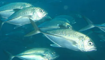 Researchers Make Urgent Call for Study of Noise Pollution on Fish and Underwater Ecosystems