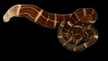Scientists Find Worms that Recently Evolved the Ability to Regrow a Complete Head
