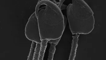 Wide Heads Help Sperm Swim Together 