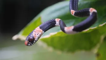 When Frogs Die Off, Snake Diversity Plummets