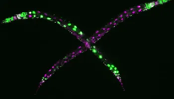 UMD Researchers Discover a Way That Animals Keep Their Cells Identical