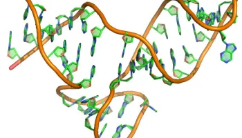 UMD Researchers Crack the Code of a Deadly Virus
