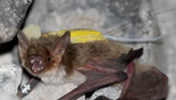 Unpredictable Food Sources Drive Some Bats to Cooperatively Search for Food