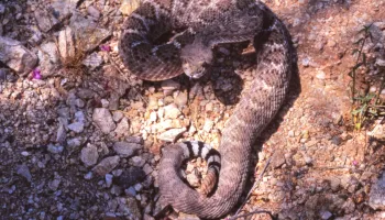 Scientists Discover an Antidote to Lethal Snake Bites that Comes Straight from the Source