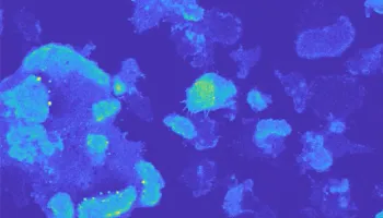 UMD-led MURI Findings Shed Light on the Coupling Between Electrical, Biochemical and Biomechanical Signals in Cells