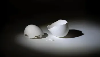 Solutions to Bird Flu Hatched