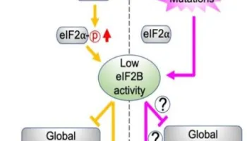 Uncovering the Split ISR Pathway