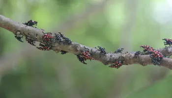Researchers Add 13 Plants to List of Potential Hosts for Juvenile Spotted Lanternflies