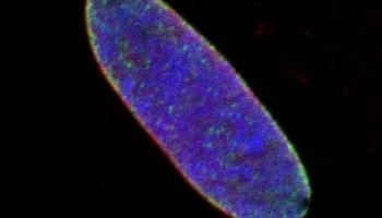 UMD Scientist Awarded NIH Grant to Advance Research on Rare Form of Muscular Dystrophy