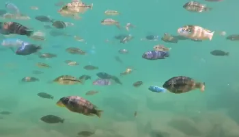 Adaptable Eyes May Be Key to Invasive Fish’s Success