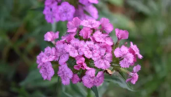Curiosity Blooms: Ria Bansal Charts Plant Pathogens