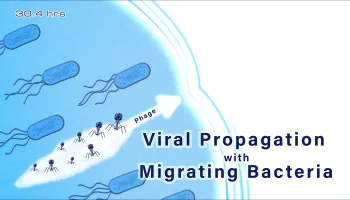 Scientists Discover Migration-Mediated Mechanism Enabling Bacteria-Virus Coexistence
