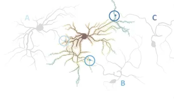 Exploring 'Rules of Life' of Natural Neuronal Networks Could Lead to Faster, More Efficient Computers
