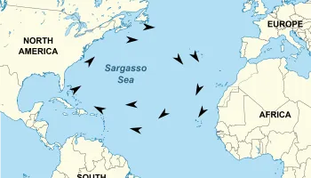 Viral Infections Burst Blue-Green Algae, Enriching the Ocean Surface with Nutrients