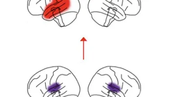 Brain Makes Sense of Math and Language in Different Ways