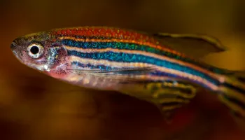 Alum Allison Coffin Connects Study of Zebrafish to Human Communication