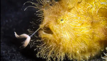Fish and Invertebrates Suffer in Silence as Human-Made Noise Invades the Deep Blue Sea