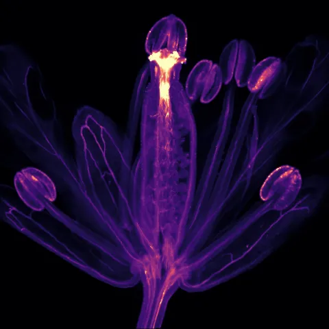aniline blue stained arabidopsis flower