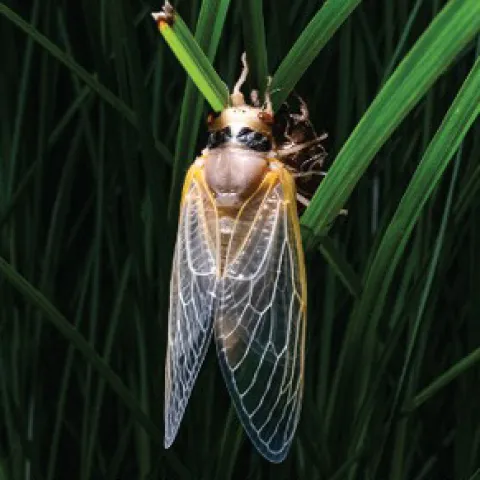 cicada