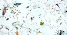 Marine microplankton