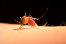 Close up photo of a mosquito biting a person's skin.