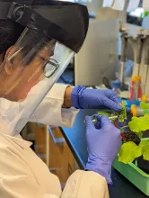A woman in blue surgical gloves wearing a face shield works with a plant on a lab bench.