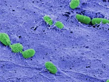 Pseudomonas bacterial cells (seen here in green) are building a biofilm using a fibrous matrix (in blue).