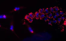 This image depicts the detection of sensing proteins in the developmental stages of Trypanosoma cruzi, the parasite that causes Chagas disease.