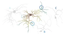 neuron map