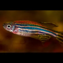zebrafish