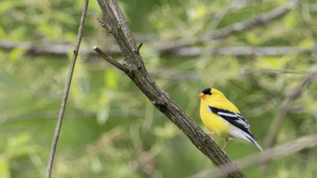 A vivid yellow American Goldfinch with a black cap and black-and-white wings, perched on a diagonal branch. 