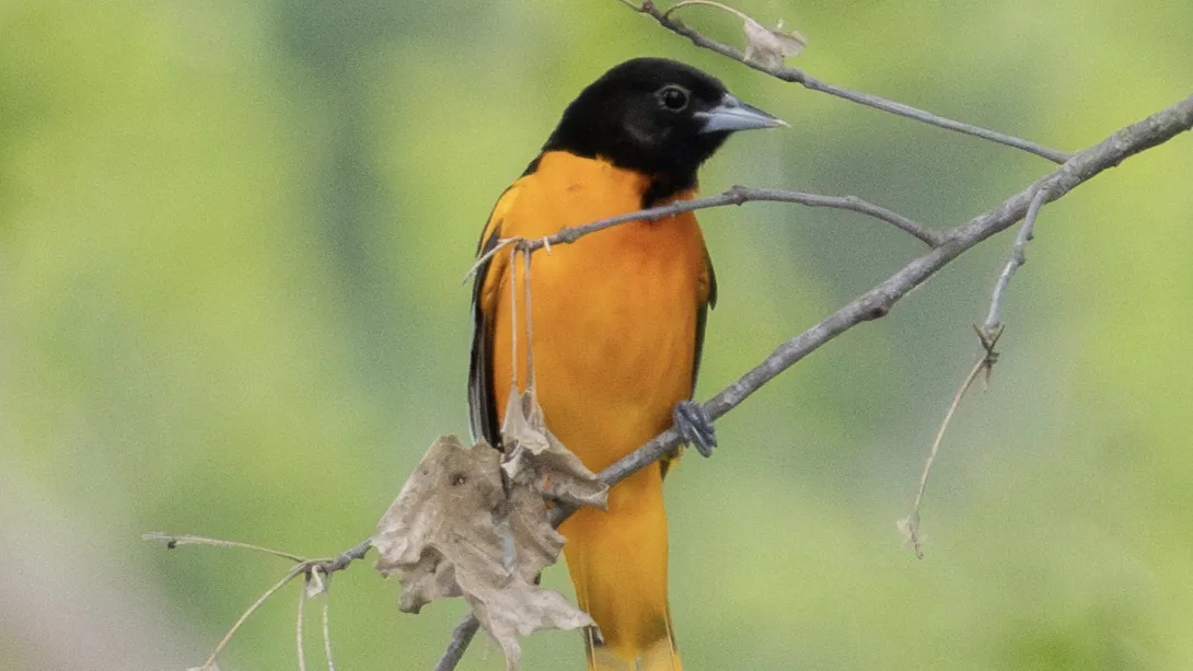 An orange-bodied and black-headed Baltimore Oriole perched on a thin branch.