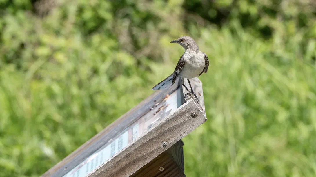 A gray bird perches on a wooden sign against a green backdrop.
