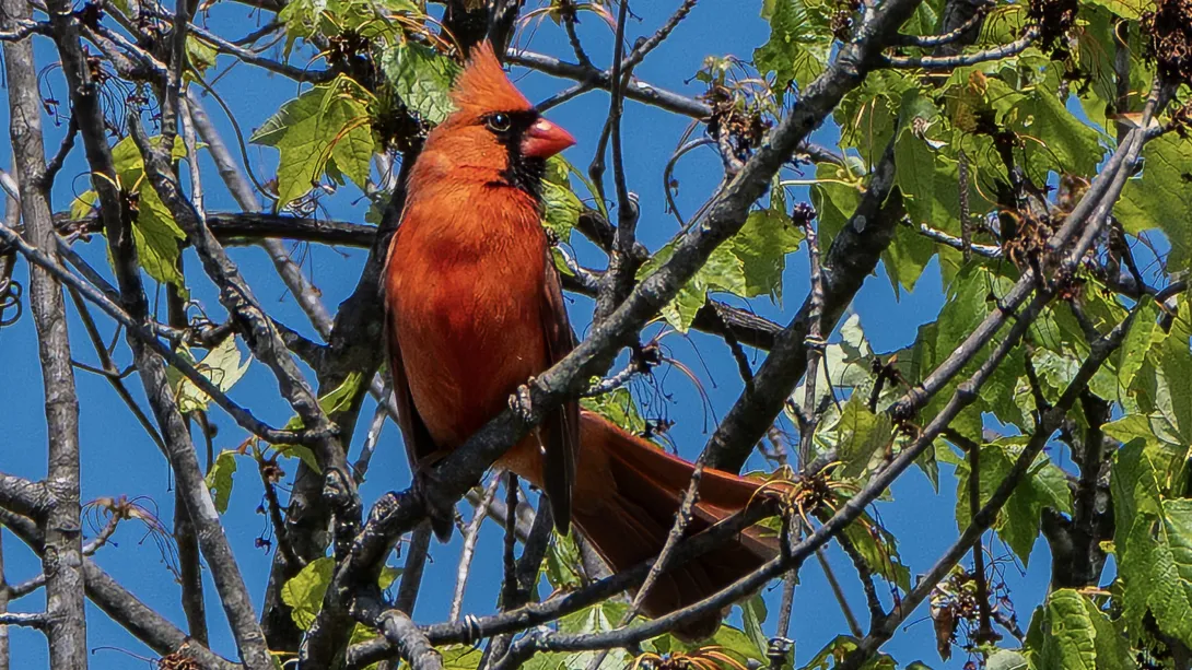 A red cardinal perches on a branch against a green and blue background. 