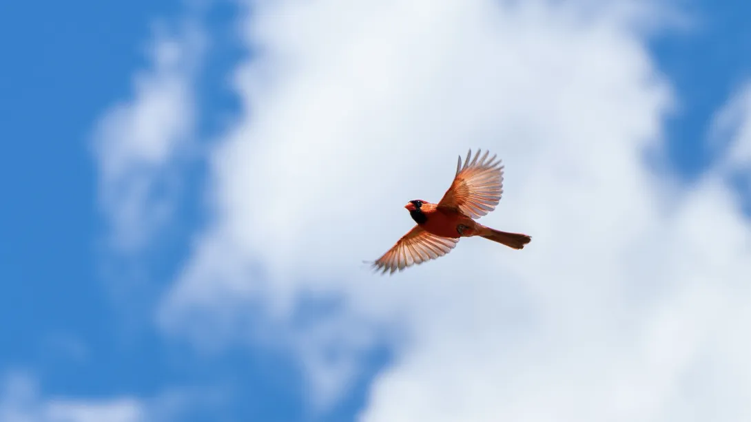 A red cardinal soars against a blue-and-white background of a cloudy sky.