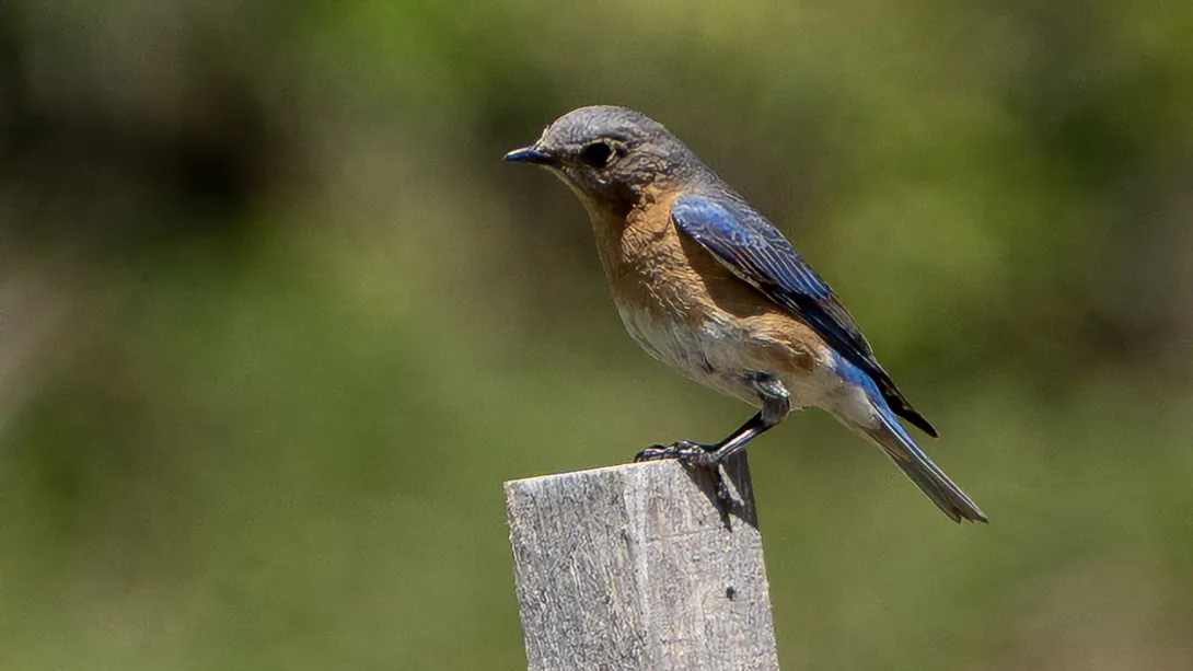 A blue and orange bird stands on the top of a wooden post. 