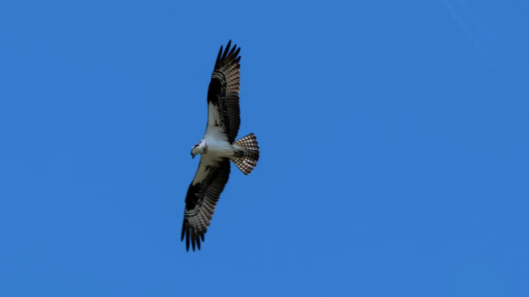 A large bird with black and white wings soars against a blue sky with a plane and its trail in the background.