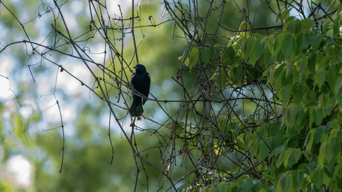  A black bird perched in a tangle of thin branches with a green foliage background. 