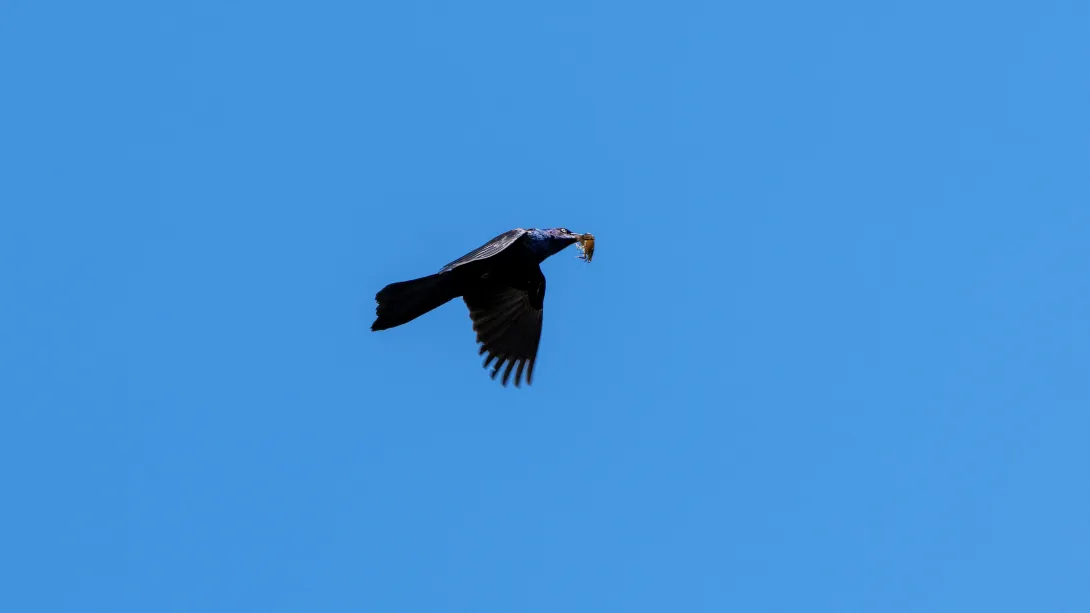 A black common grackle flies in the blue sky with a piece of food in its mouth.