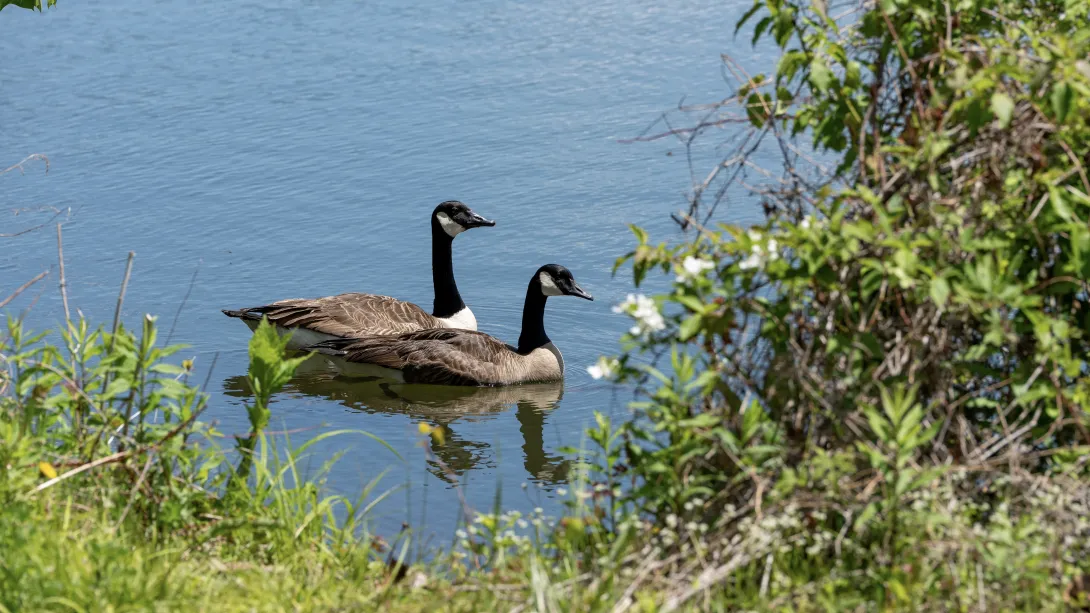 A pair of brown and black birds float on the surface of blue water. 