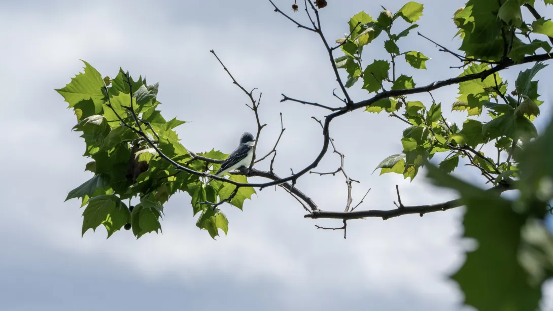 A gray bird perched on a branch with a few green leaves. 