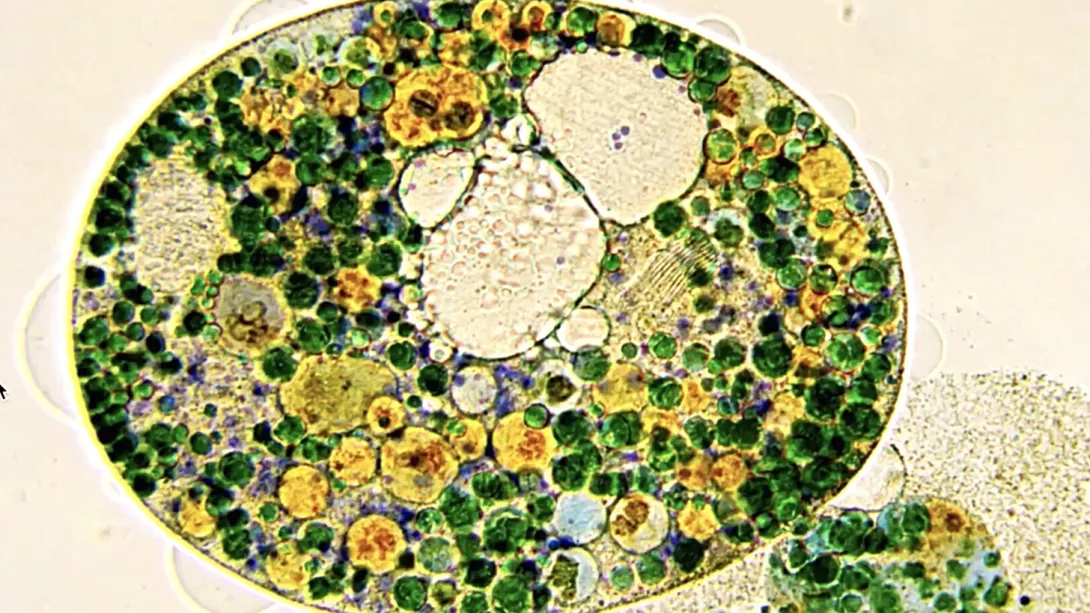 Light micrograph of an oval, dying Nassula ciliate filled with green and yellow spherical granules, with cytoplasmic material spilling out from the lower right edge against a white background.