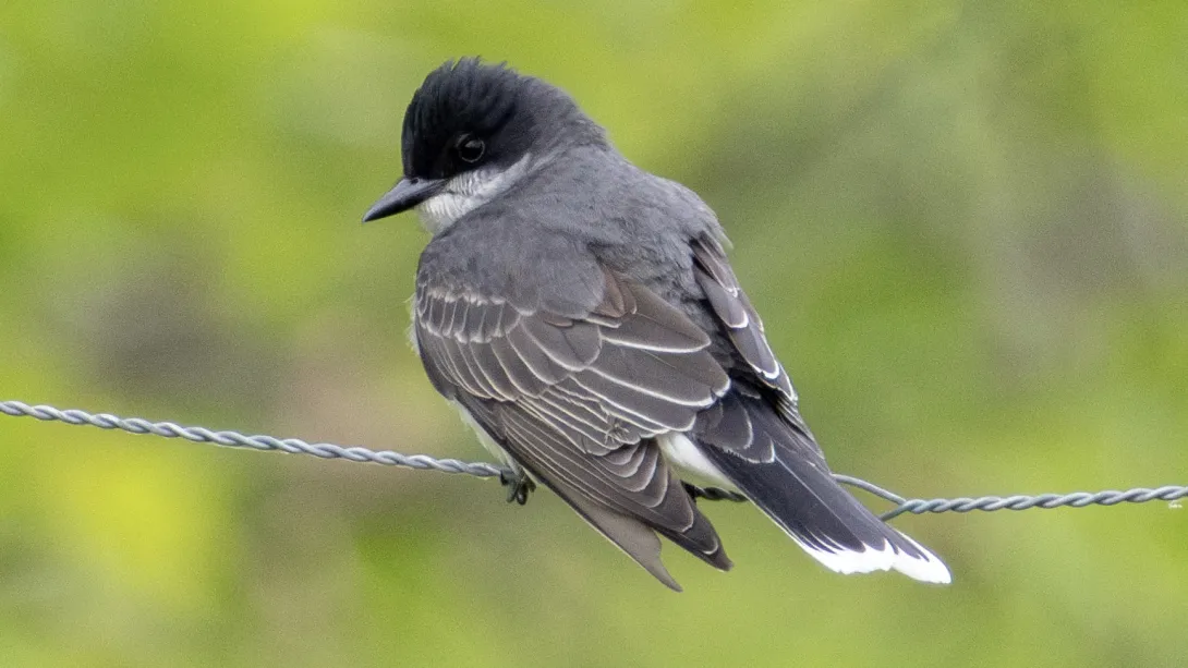 A gray Eastern Kingbird perched on a thin wire. 