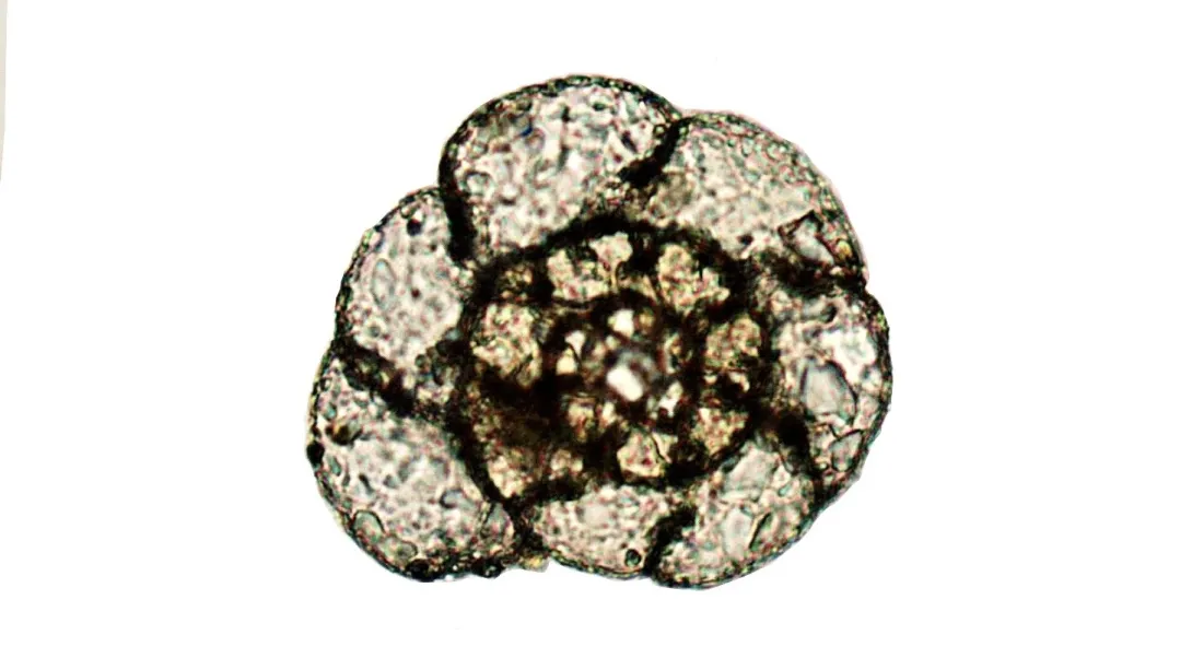 Micrograph of a spiral, coiled foraminiferan shell on a white background, composed of distinct, granular chambers divided by dark, defined suture lines.